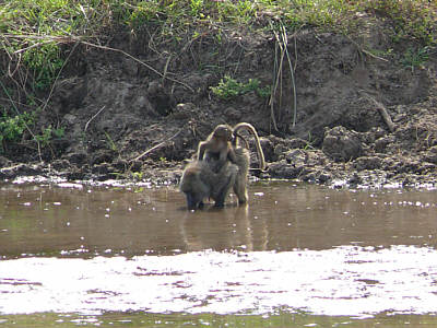 Pavianmutter mit Kind am Tarangire River, Tarangire Nationalpark