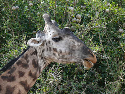 Kopf einer Giraffe im Tarangire Nationalpark