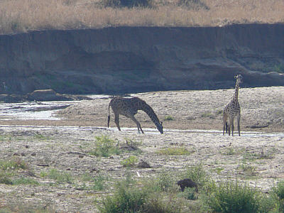 Trinkende Giraffe im Tarangire Nationalpark
