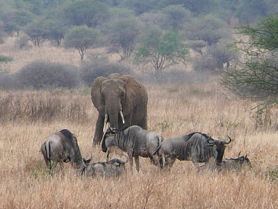 Elefant und Gnus im Tarangire Nationalpark