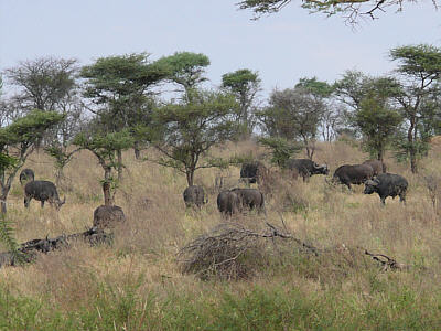 Büffel im Serengeti Nationalpark