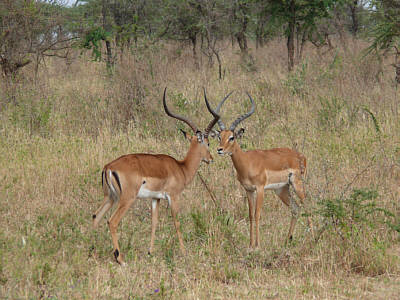 Impalaböcke im Serengeti Nationalpark