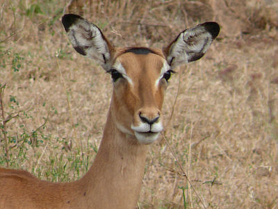 Impala im Serengeti Nationalpark