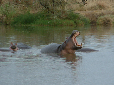 Flusspferde in einem kleinen See im Serengeti Nationalpark