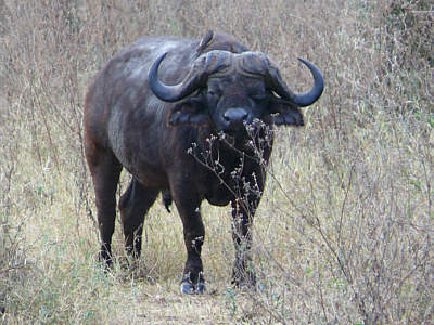 Büffel im Serengeti Nationalpark