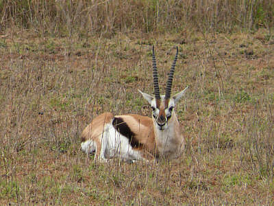 Männliche Thomsongazelle im Serengeti Nationalpark