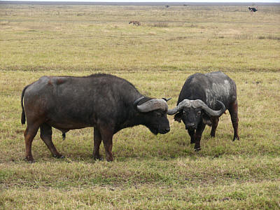 Afrikanischer Büffel im Ngorongoro Crater Nationalpark