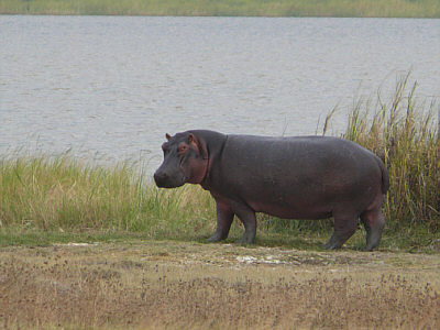 Flusspferd im Ngorongoro Crater Nationalpark