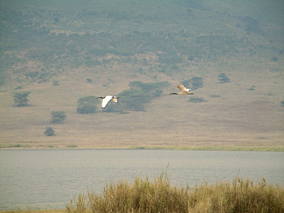Heilige Ibisse im Ngorongoro Crater Nationalpark