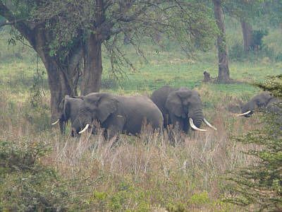 Elefanten im Ngorongoro Crater Nationalpark
