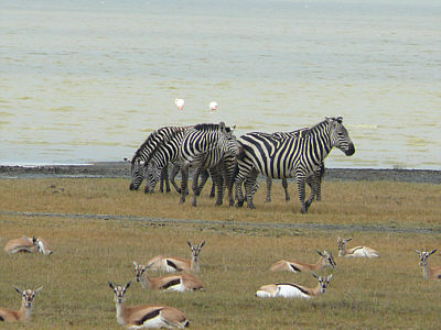 Zebras im Ngorongoro Crater Nationalpark; im Vordergrund ruhende Thomsongazellen