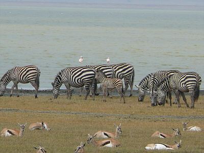 Zebras im Ngorongoro Crater Nationalpark