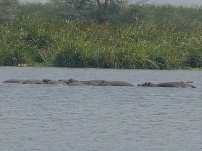 Flusspferde im Ngorongoro Crater Nationalpark
