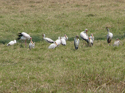 Nimmersatte im Ngorongoro Crater Nationalpark
