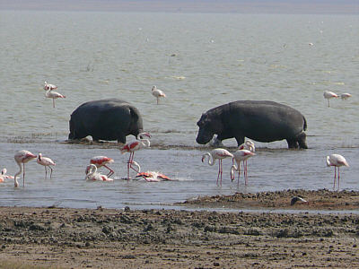 Flusspferde und Flamingos im Ngorongoro Crater Nationalpark