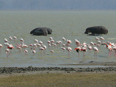 Flusspferde und Flamingos im Ngorongoro Crater Nationalpark