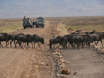 Gnus im Ngorongoro Crater Nationalpark