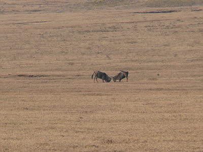 Kämpfende Gnus im Ngorongoro Crater Nationalpark