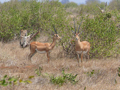 Grantgazellenpaar im Tsavo East Nationalpark
