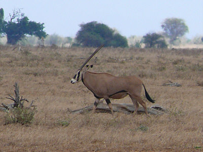 Oryxantilopen im Tsavo East Nationalpark