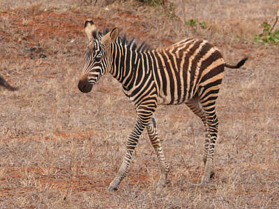 Zebrafohlen im Tsavo East Nationalpark