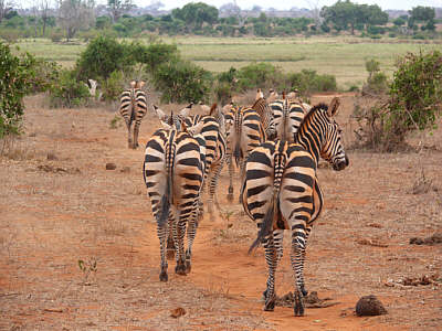 Zebras im Tsavo East Nationalpark