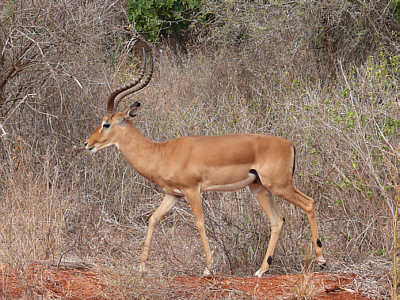 Impala im Tsavo East Nationalpark