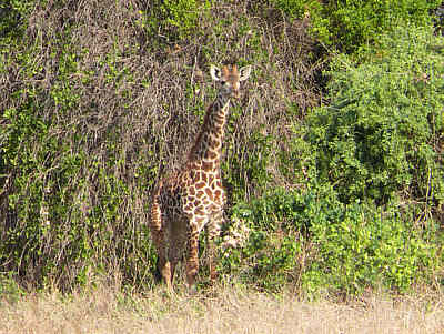 Junge Giraffe im Tsavo East Nationalpark