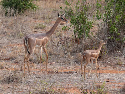 Gerenuks im Tsavo East Nationalpark
