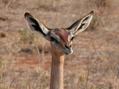Gerenuk im Tsavo East Nationalpark