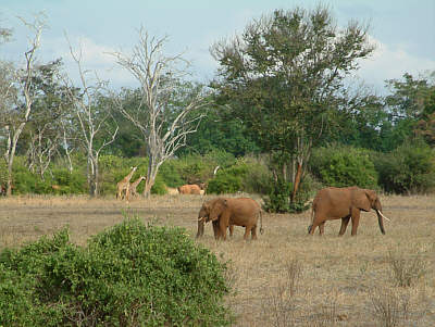 Giraffen und Elefanten im Tsavo East Nationalpark