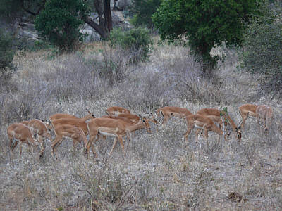 Impalas im Tsavo East Nationalpark