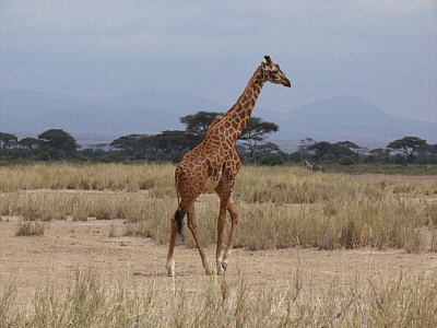 Giraffe im Amboseli Nationalpark