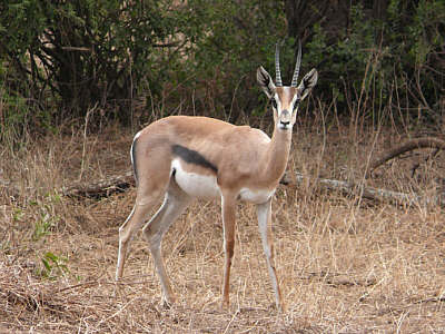 Thomsongazelle im Amboseli Nationalpark