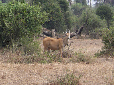 Elenantilope im Amboseli Nationalpark