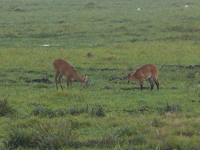 Riedböcke im Amboseli Nationalpark