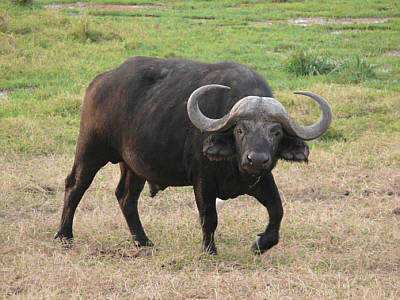 Büffel im Amboseli Nationalpark