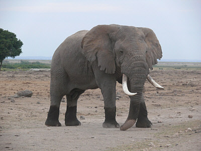 Elefant im Amboseli Nationalpark