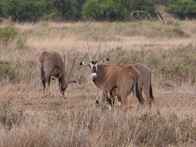 Oryxantilopen im Amboseli Nationalpark