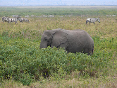 Elefant und Zebras im Amboseli Nationalpark