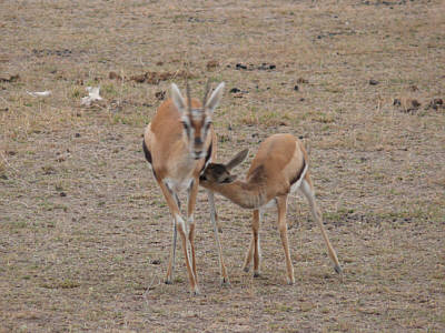 Thomsongazellen im Amboseli Nationalpark