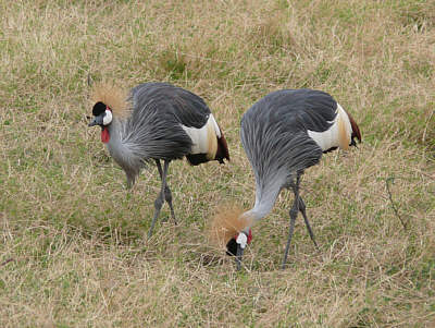 Kronenkraniche im Amboseli Nationalpark