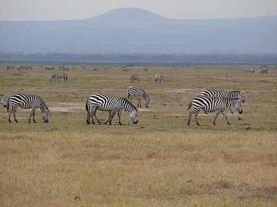 Zebras im Amboseli Nationalpark
