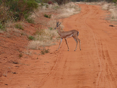 Weibliche Grantgazelle im Tsavo East Nationalpark