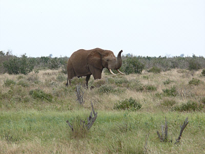 Elefant im Tsavo East Nationalpark