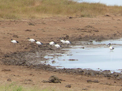 Heilige Ibisse am Aruba Damm im Tsavo East Nationalpark