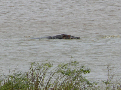 Flusspferd im kleinen See am Aruba Damm im Tsavo East Nationalpark