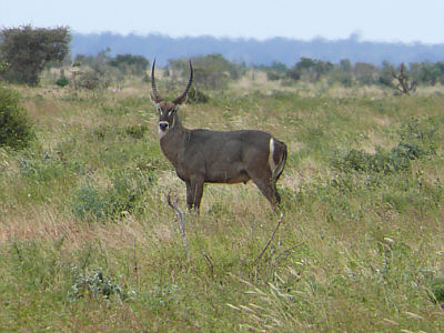 Ellipsen-Wasserbock (Männchen) im Tsavo East Nationalpark