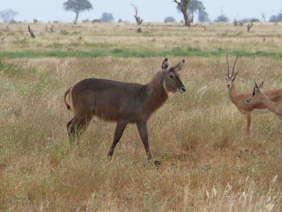 Ellipsen-Wasserbock (Weibchen) im Tsavo East Nationalpark