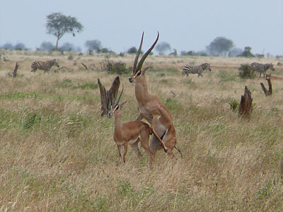 Grantgazellen im Tsavo East Nationalpark